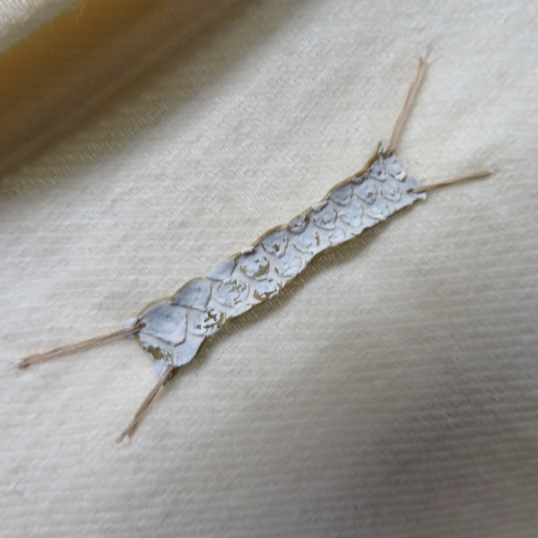 実際に弊社で買取させて頂いたIF SIX WAS NINE/イフシックスワズナイン 牙ボタン タキシードシャツ TXS-7/M 7210AM/1の画像 2枚目